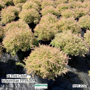 September 2025 2g Fire Chief Arborvitae Group Website